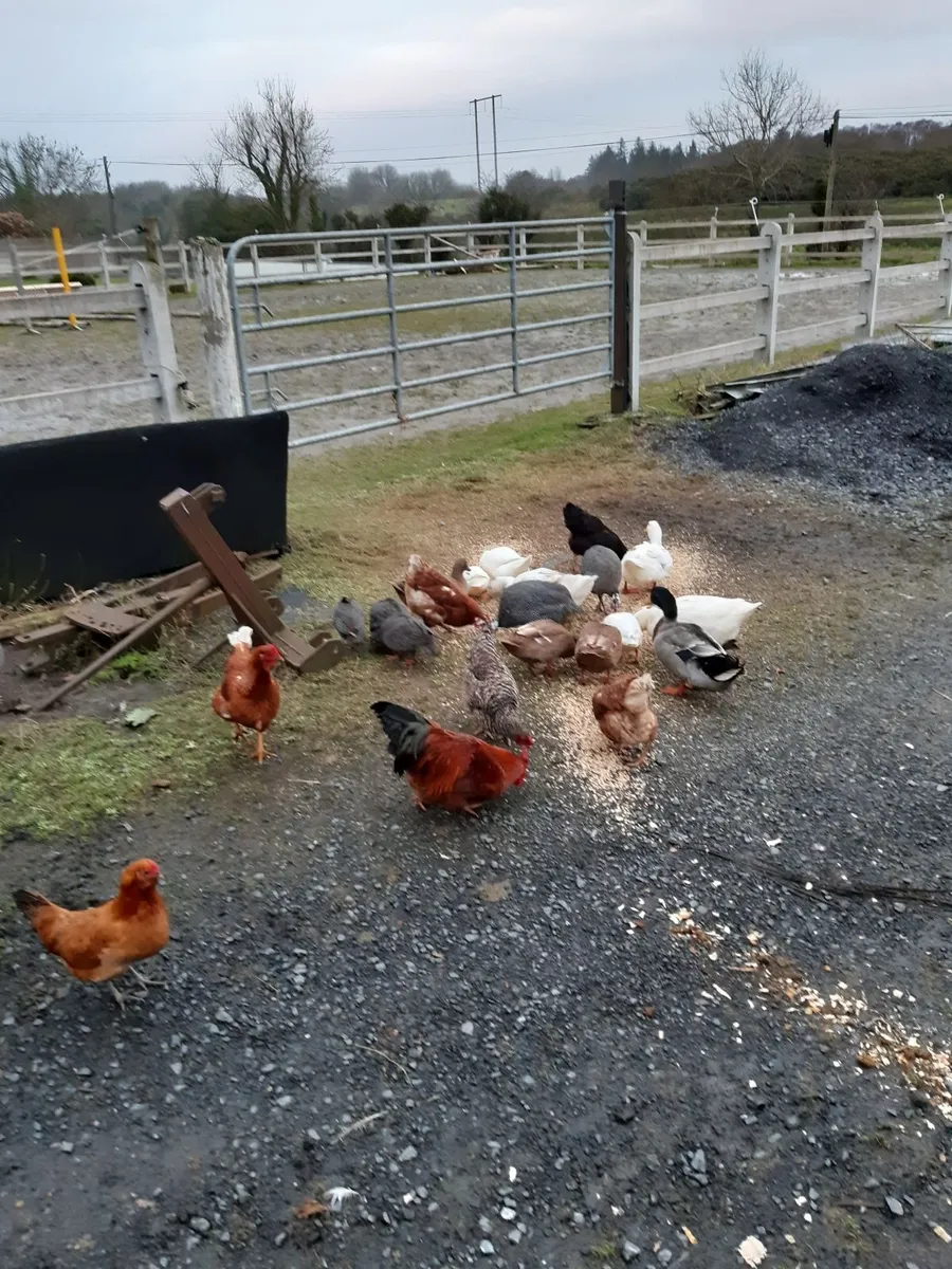 Ring neck pheasant eggs and hen eggs for hatching - Image 1