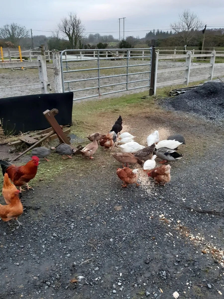 Ring neck pheasant eggs and hen eggs for hatching - Image 2