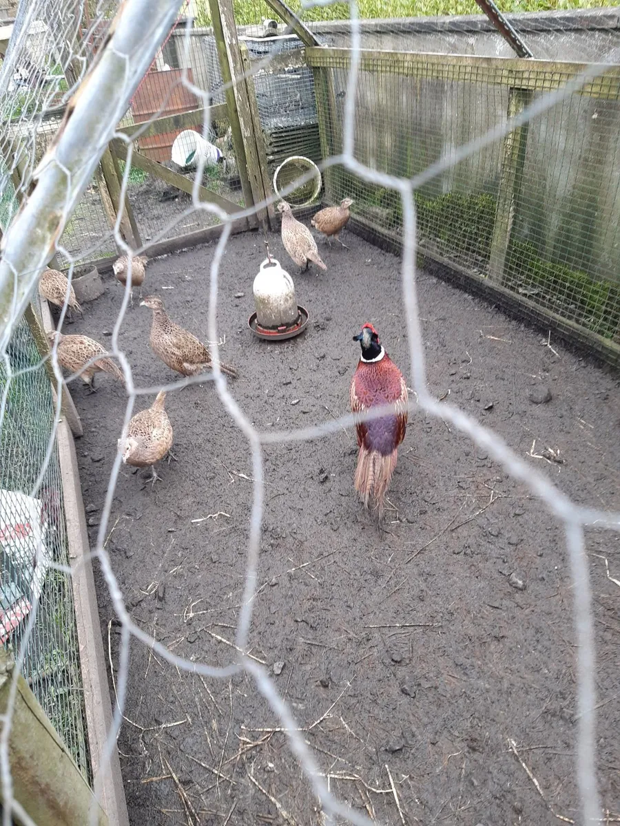 Ring neck pheasant eggs and hen eggs for hatching - Image 3