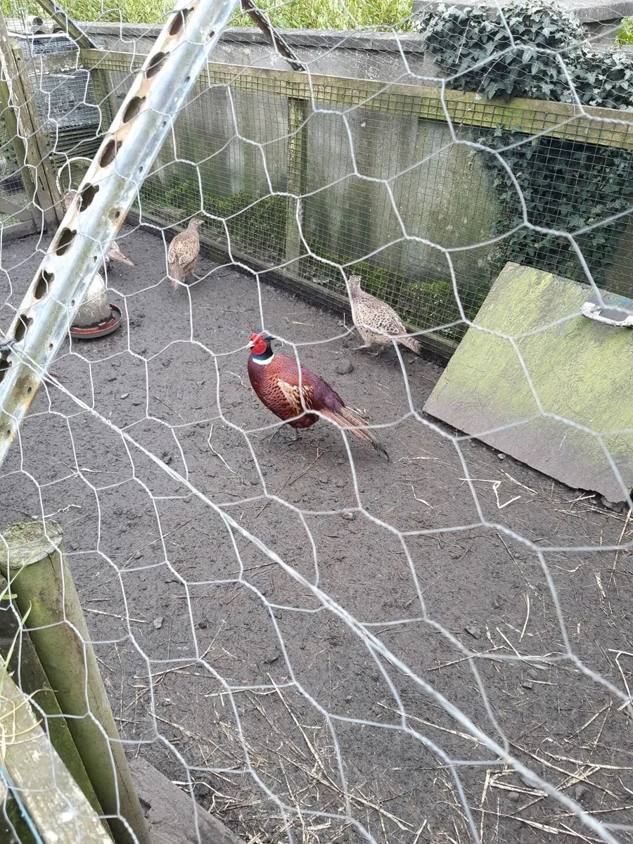 Ring neck pheasant eggs and hen eggs for hatching - Image 4