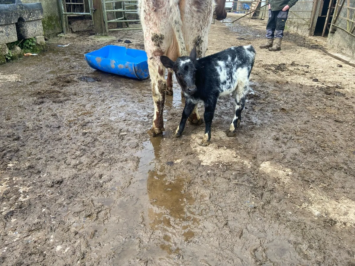 Shorthorn cow & calf - Image 3