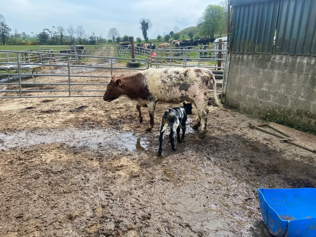 Shorthorn cow & calf - Image 4