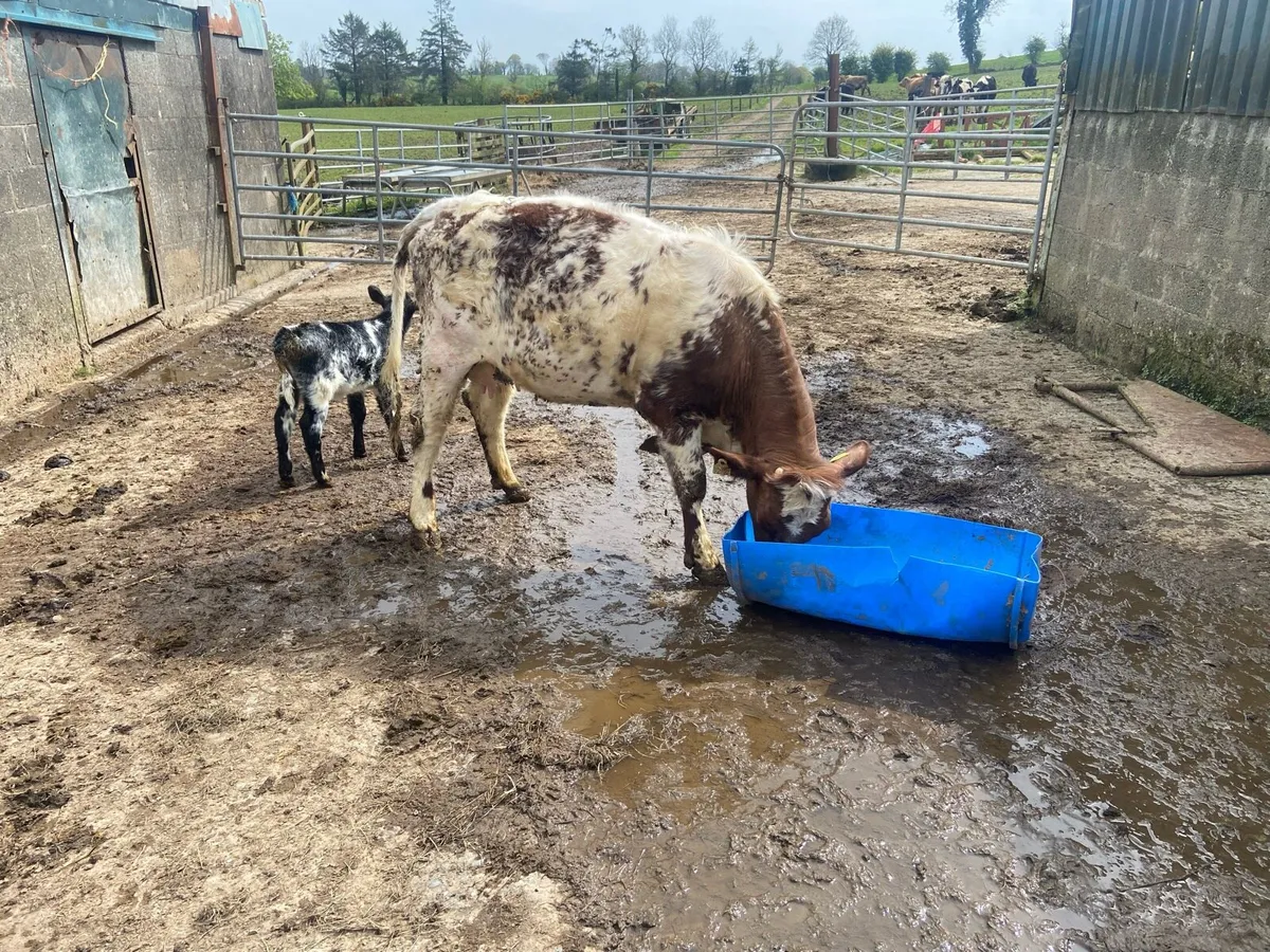 Shorthorn cow & calf - Image 1