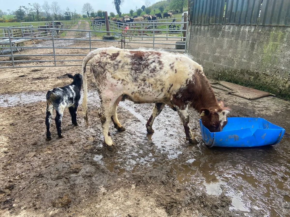 Shorthorn cow & calf - Image 2