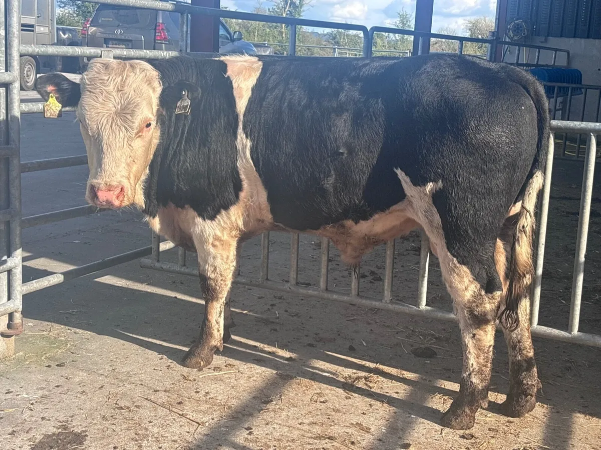 9 bull Weanlings for sale - Image 3