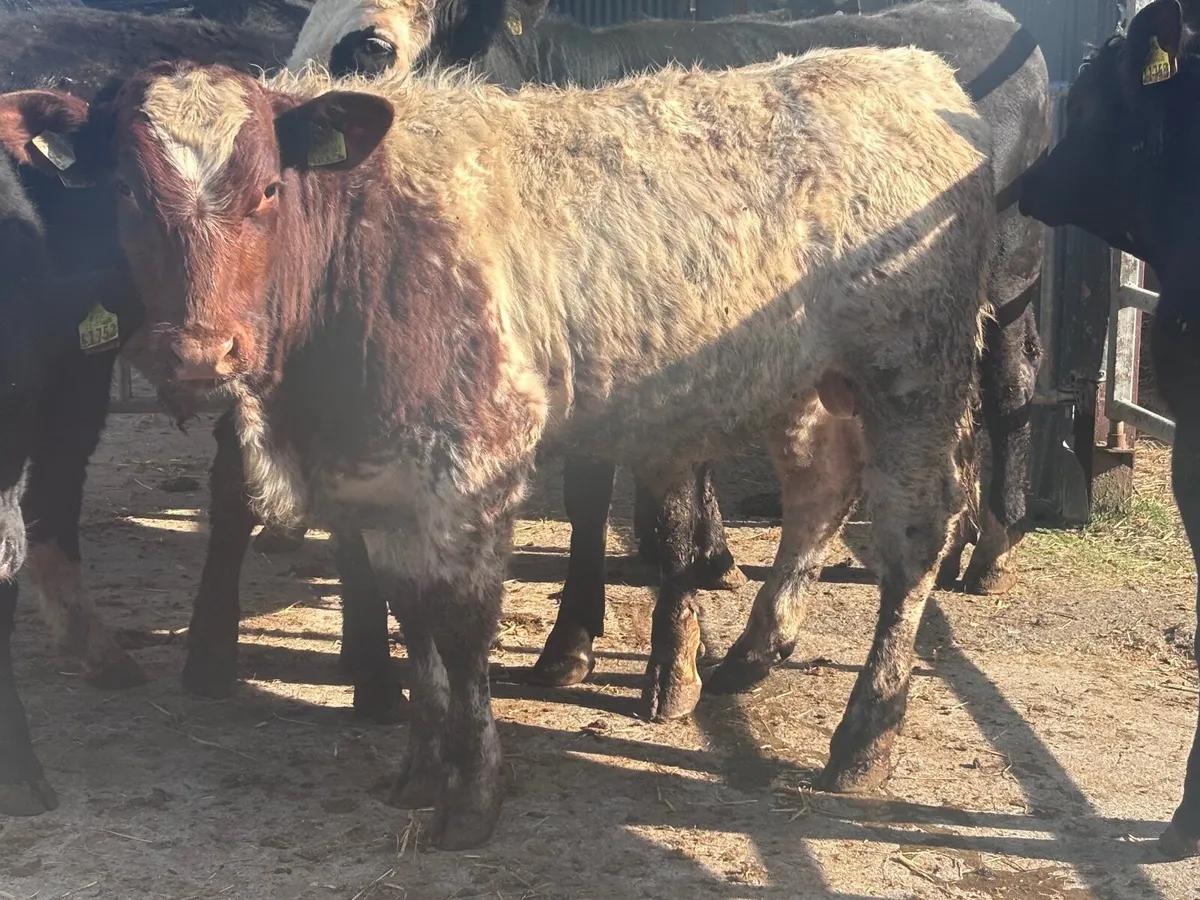 9 bull Weanlings for sale - Image 4