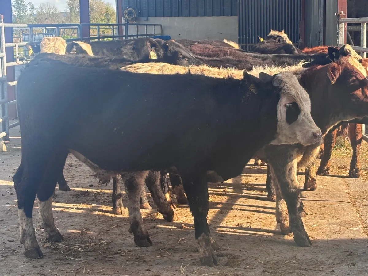 9 bull Weanlings for sale - Image 2