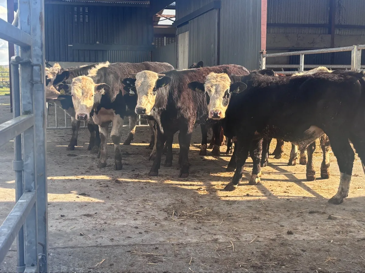 9 bull Weanlings for sale - Image 1