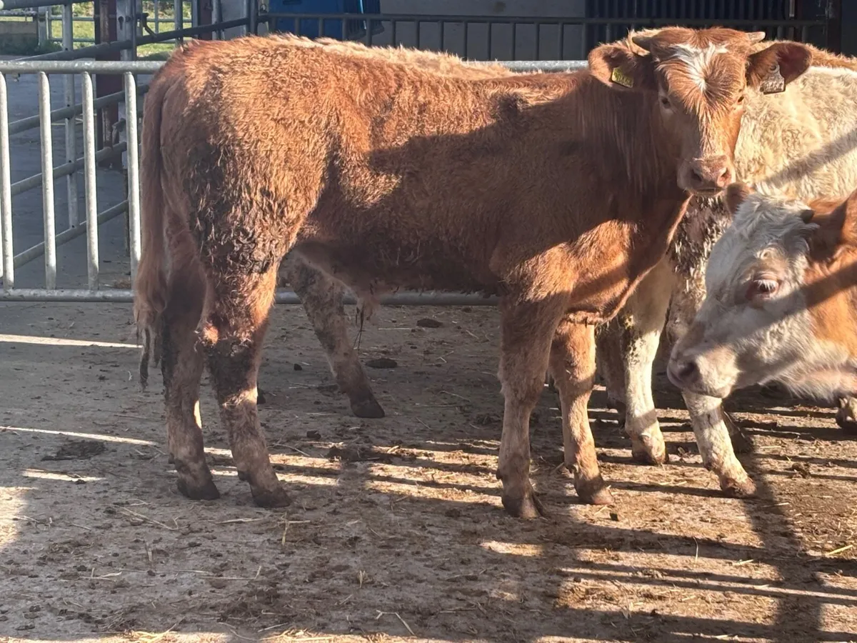 5 Charlaois bull Weanlings for sale - Image 1
