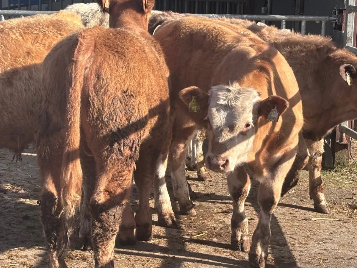 5 Charlaois bull Weanlings for sale - Image 2