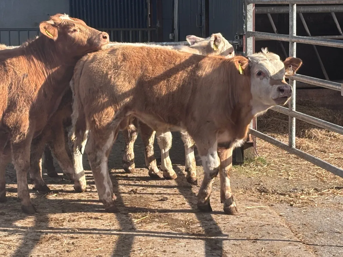 5 Charlaois bull Weanlings for sale - Image 4