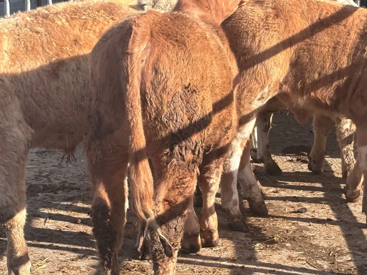 5 Charlaois bull Weanlings for sale - Image 3
