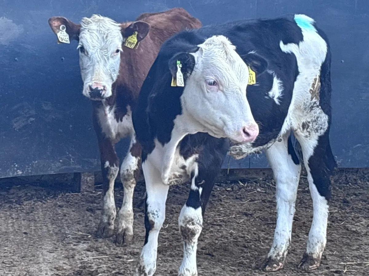 3 Hereford heifer Weanlings for sale - Image 2