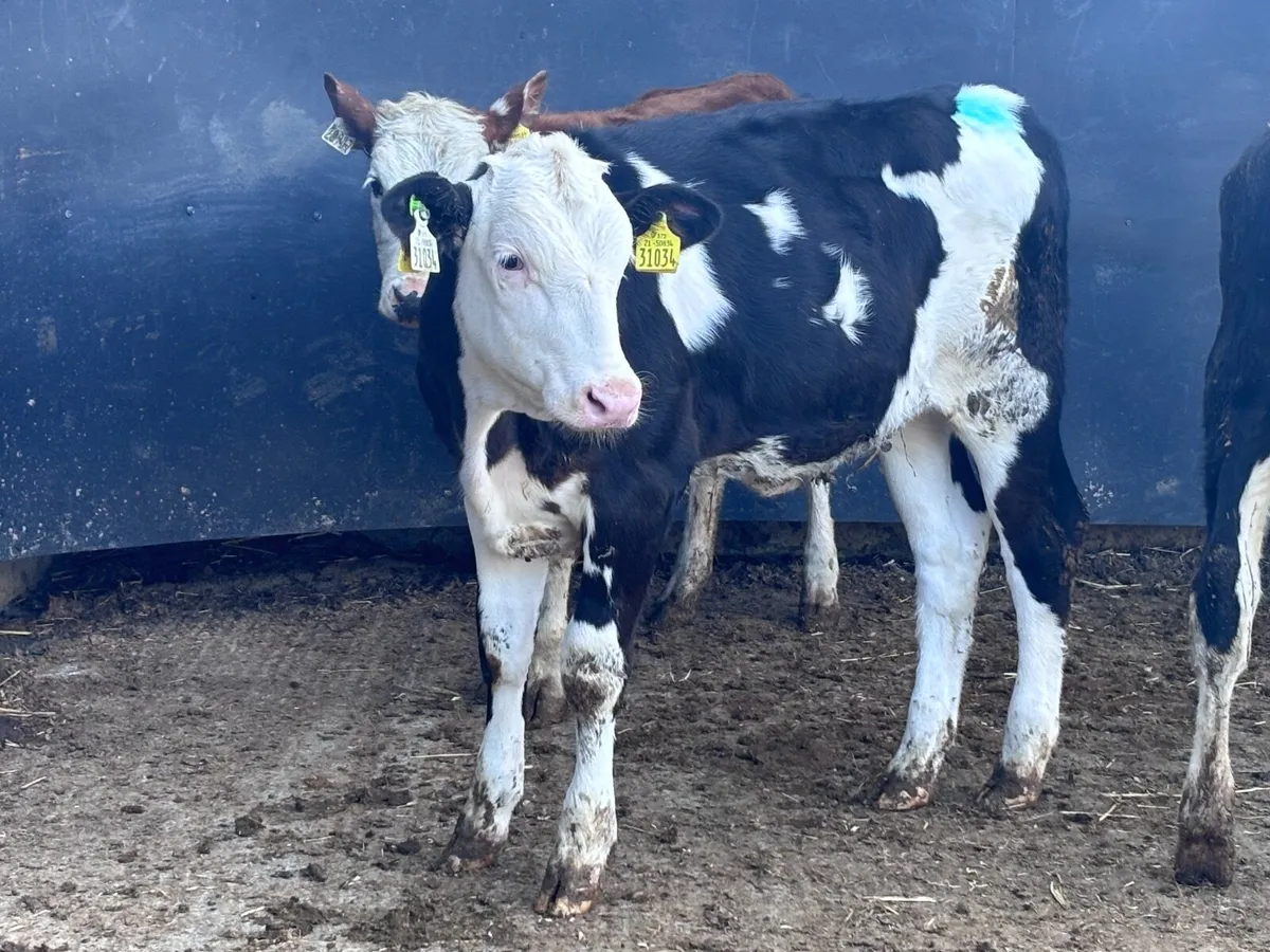 3 Hereford heifer Weanlings for sale - Image 1