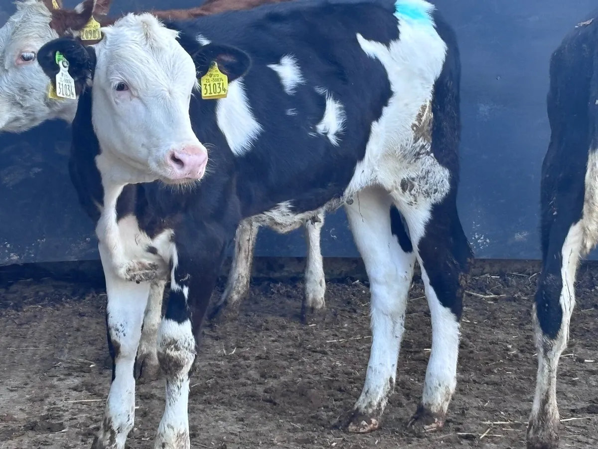 3 Hereford heifer Weanlings for sale - Image 3
