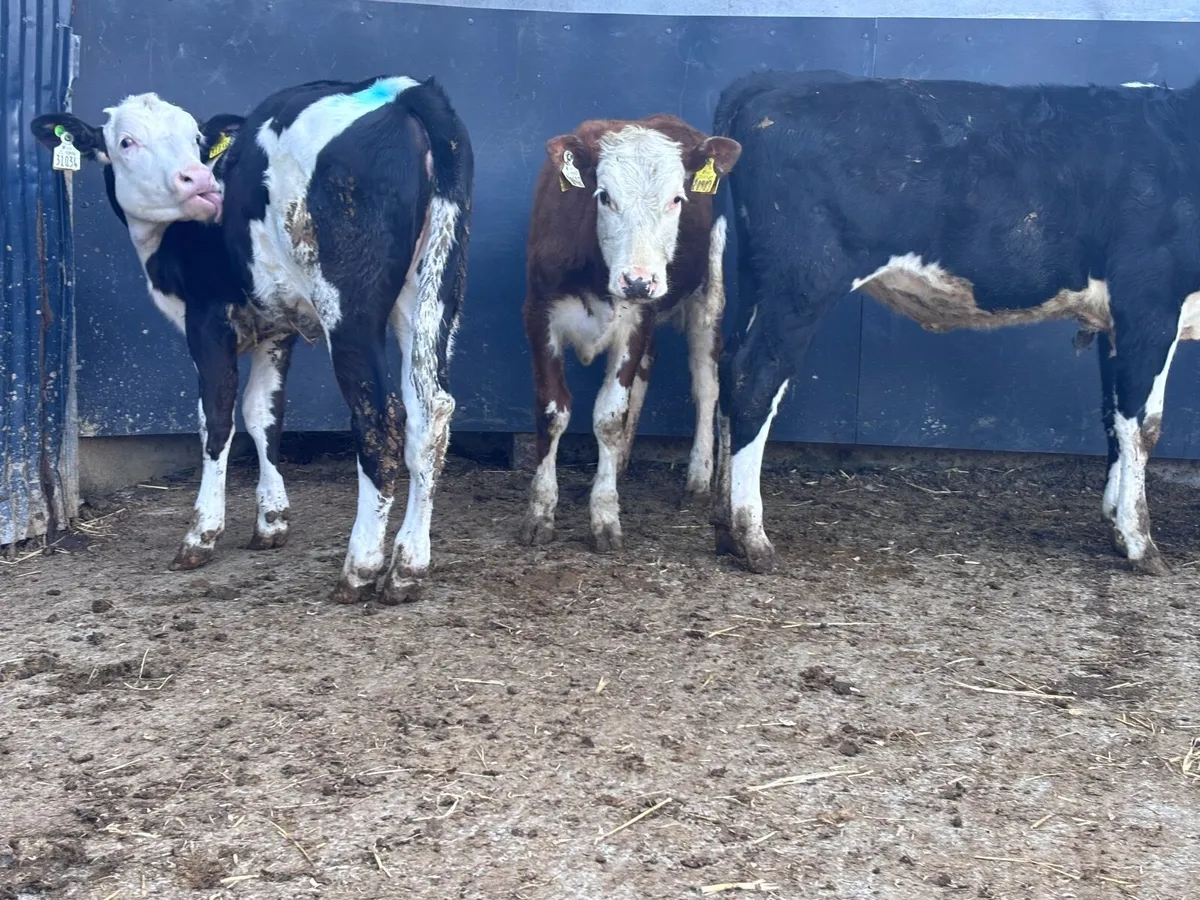 3 Hereford heifer Weanlings for sale - Image 4