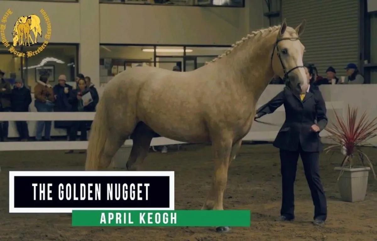 IRISH DRAUGHT*PALOMINO STALLION*AT STUD - Image 4