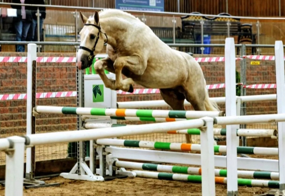 IRISH DRAUGHT*PALOMINO STALLION*AT STUD - Image 3