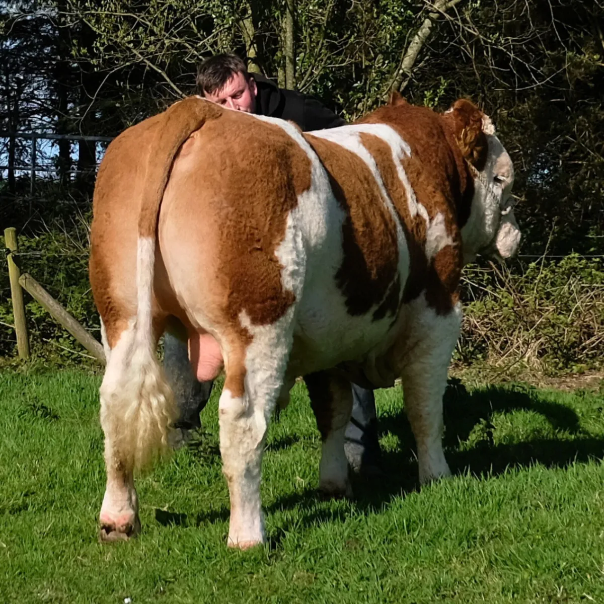 Pwdigree Simmental Bull - Image 2