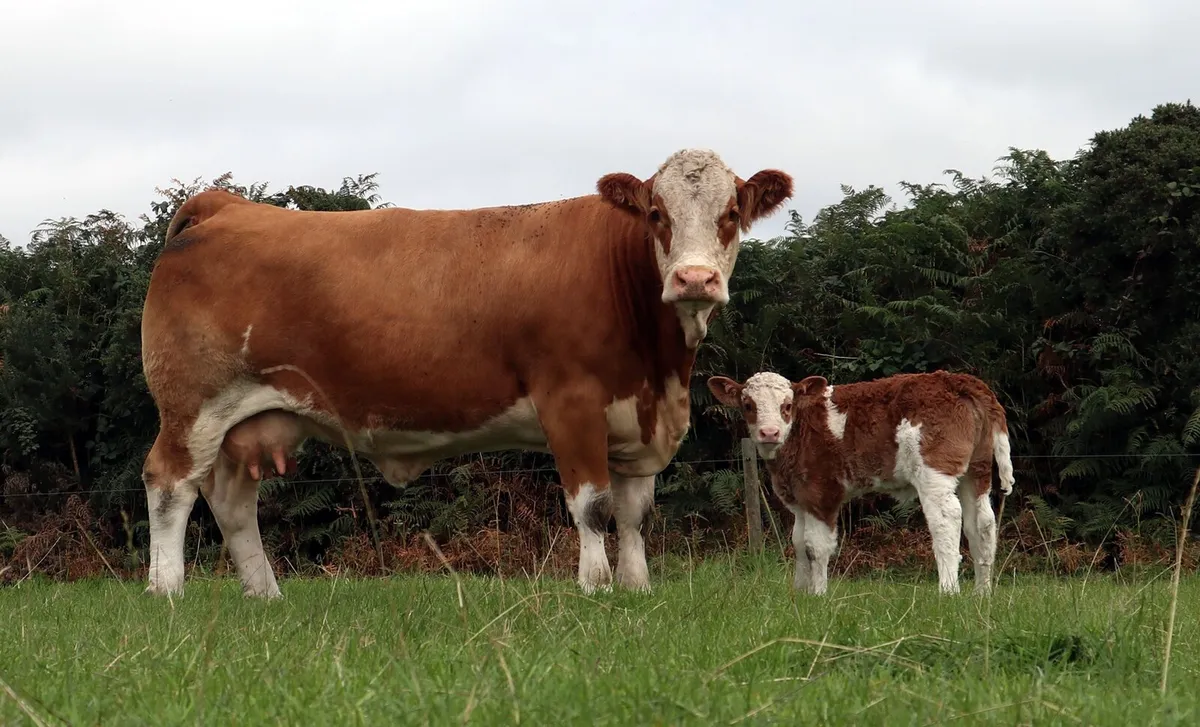 Pwdigree Simmental Bull - Image 3