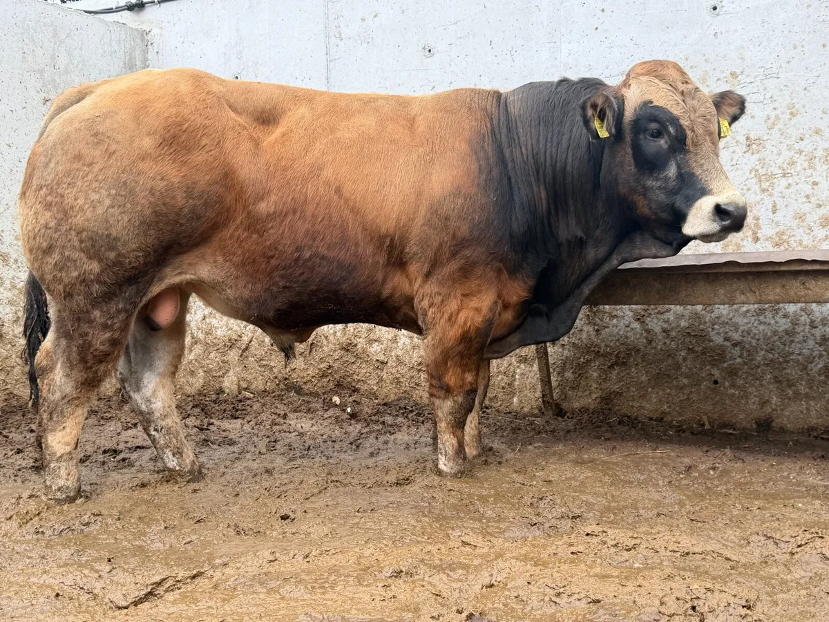 Aubrac & Parthenaise Pedigree Bulls - Image 1
