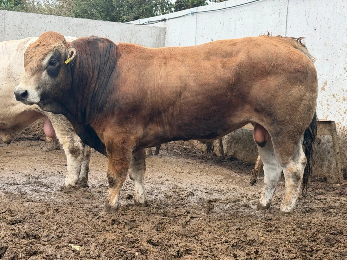Aubrac & Parthenaise Pedigree Bulls - Image 2
