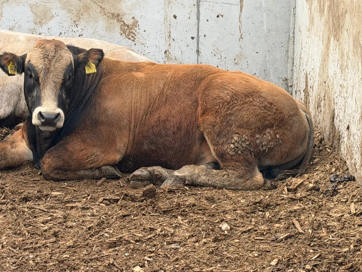 Parthenaise Pedigree Bulls - Image 4