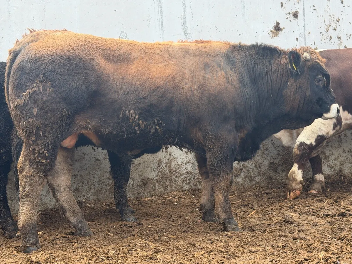 Aubrac & Parthenaise Pedigree Bulls - Image 3