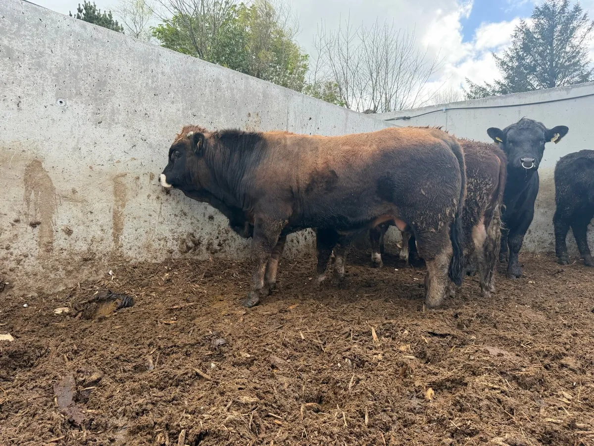 Aubrac & Parthenaise Pedigree Bulls - Image 4