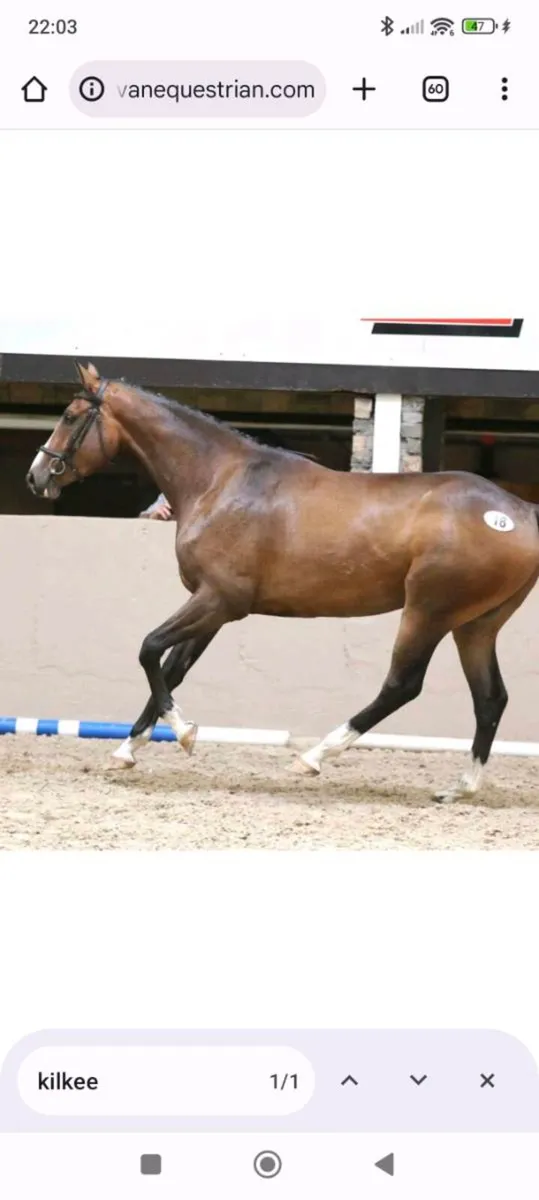 TIH Broodmare - Image 3