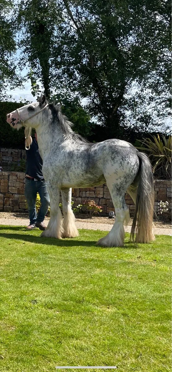 At Stud : Blue Blagdon Stallion - Image 1