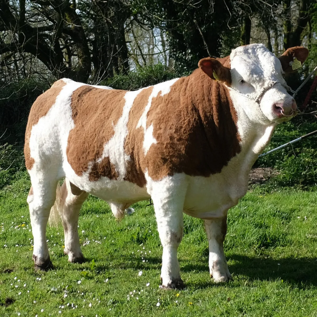 Pwdigree Simmental Bull - Image 1