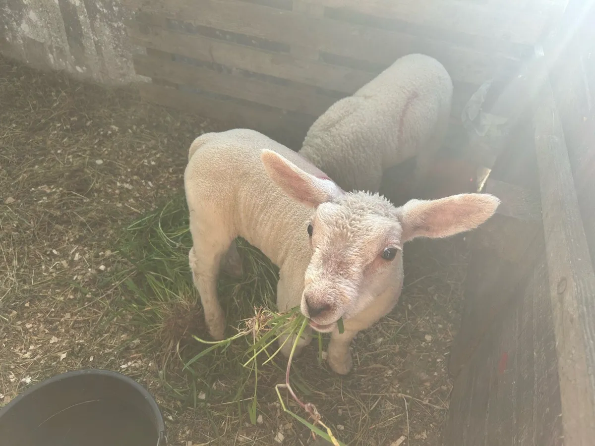Pet lambs - Image 1