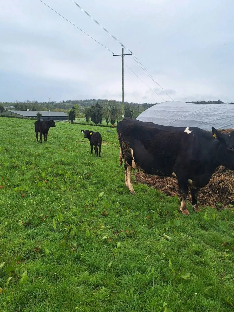 Cow and calves - Image 1