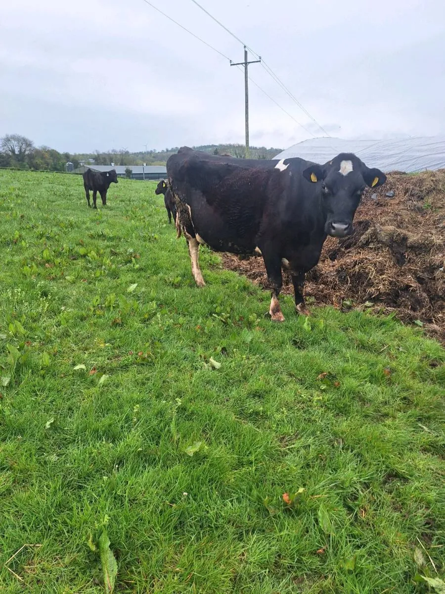 Cow and calves - Image 2