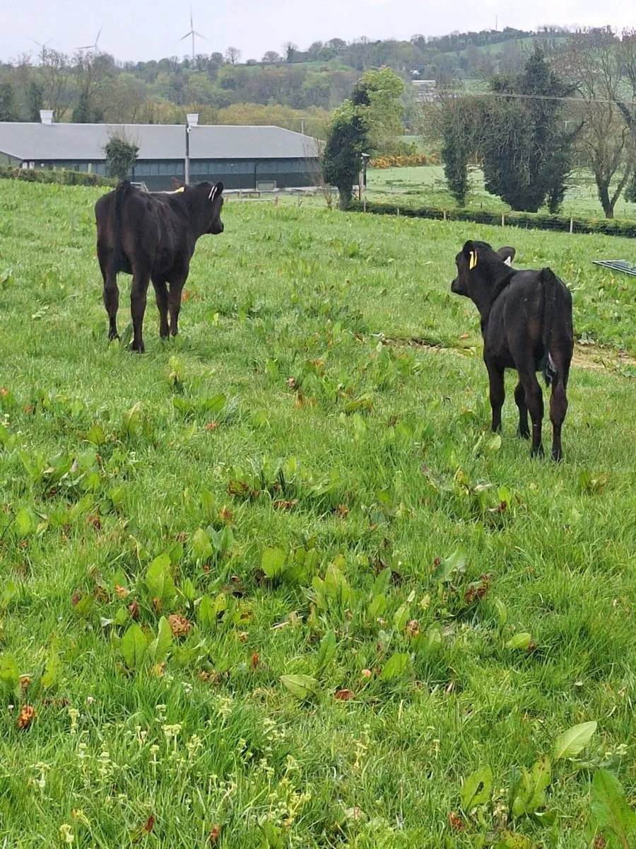 Cow and calves - Image 3