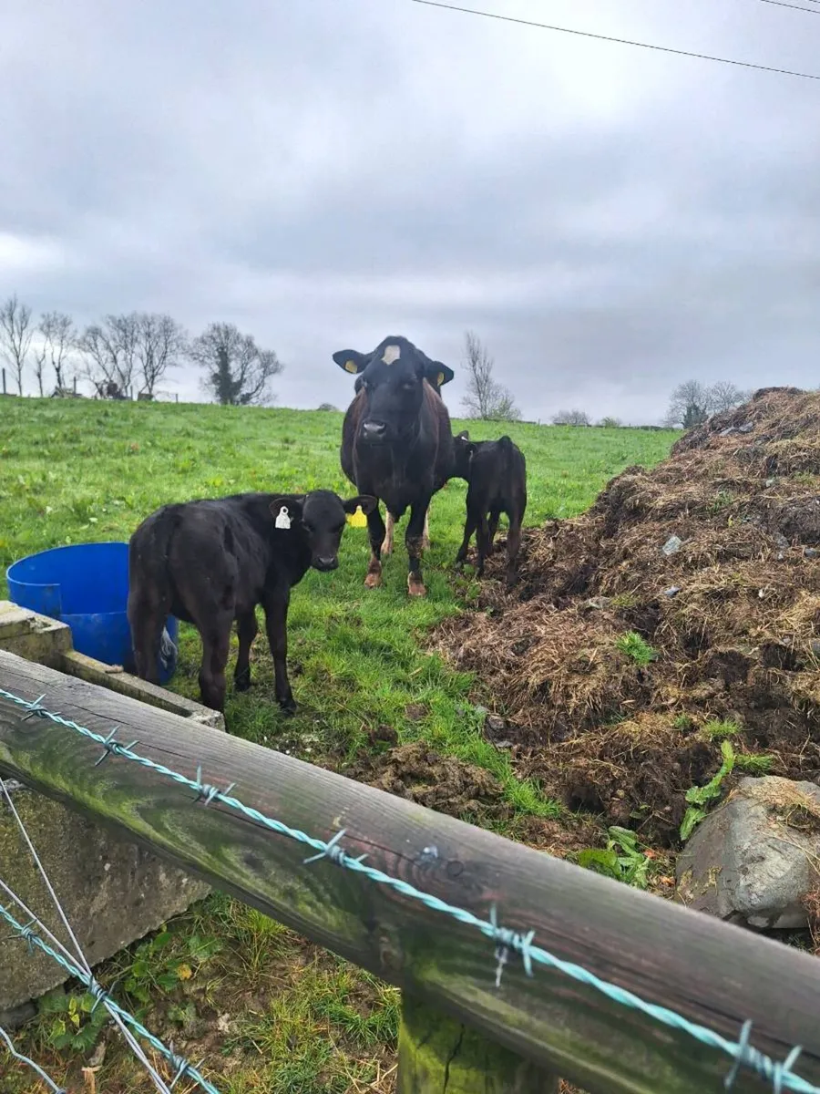 Cow and calves - Image 4