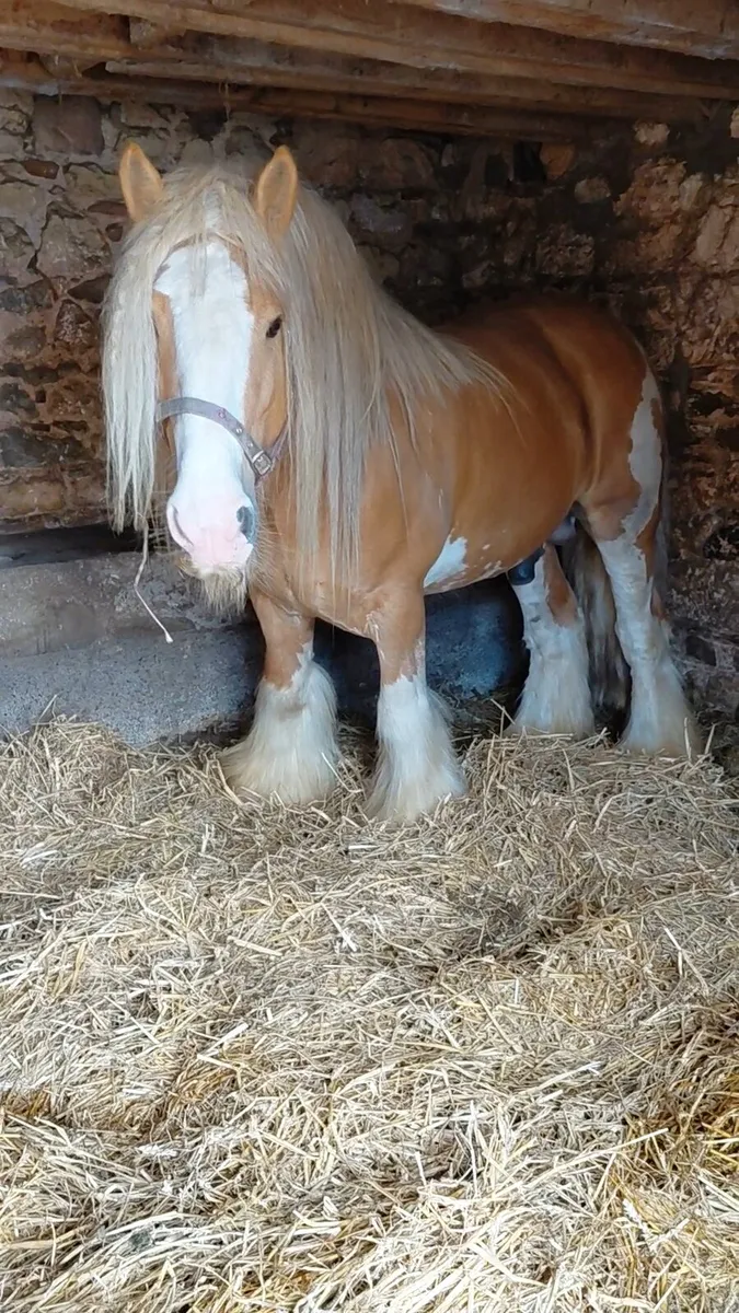 Palomino Stallion At Stud - Image 1