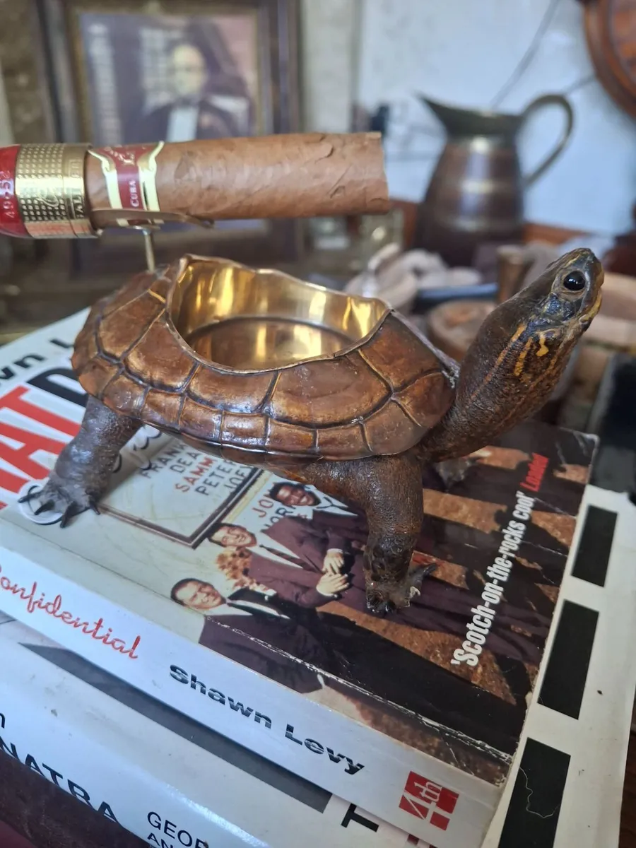 TAXIDERMY TURTLE / TERAPIN - Image 1