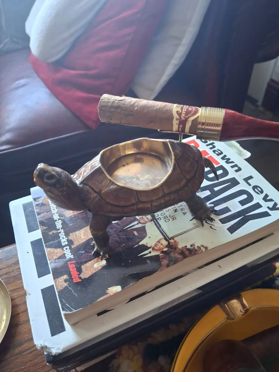 TAXIDERMY TURTLE / TERAPIN - Image 2