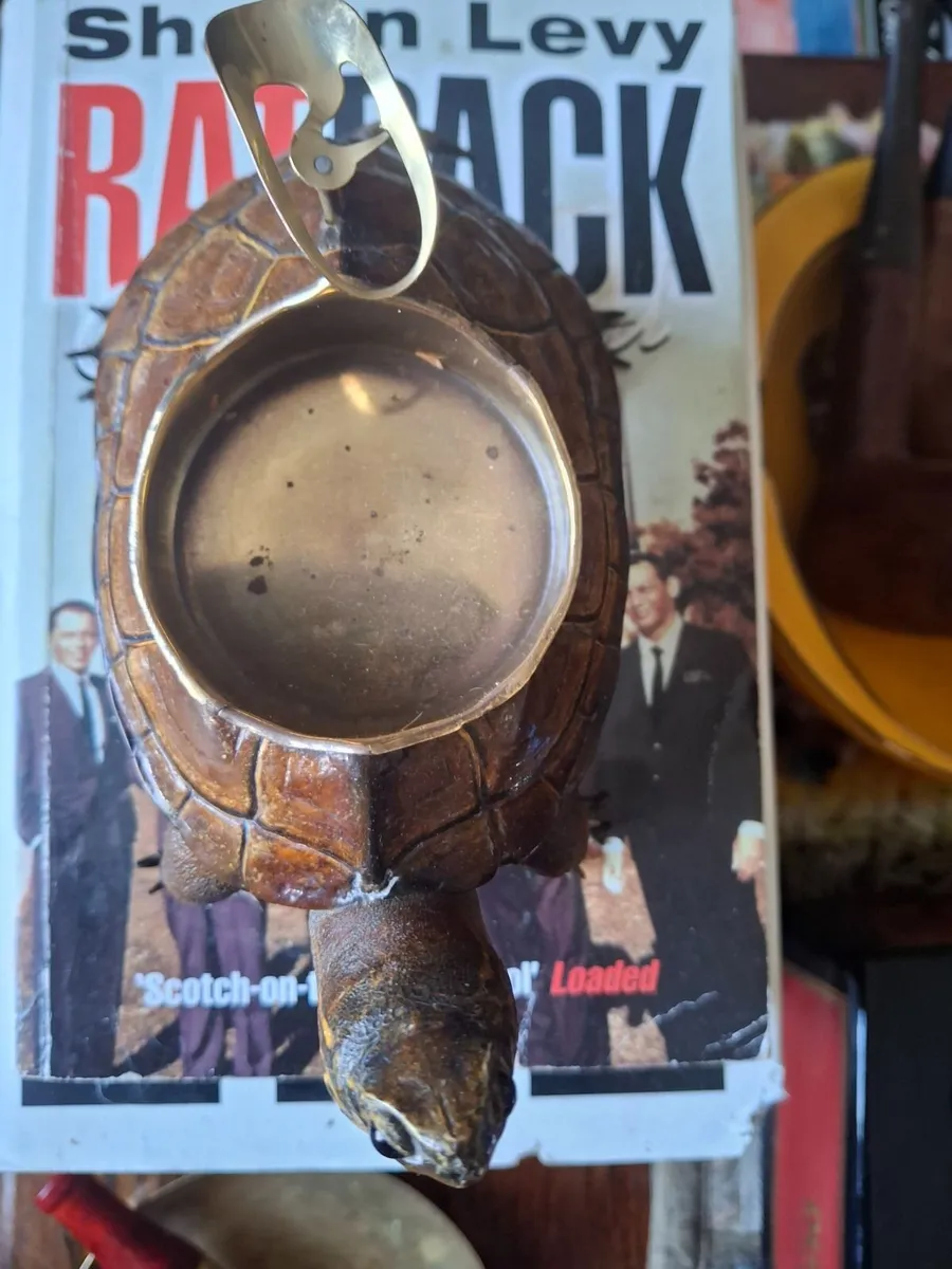 TAXIDERMY TURTLE / TERAPIN - Image 4