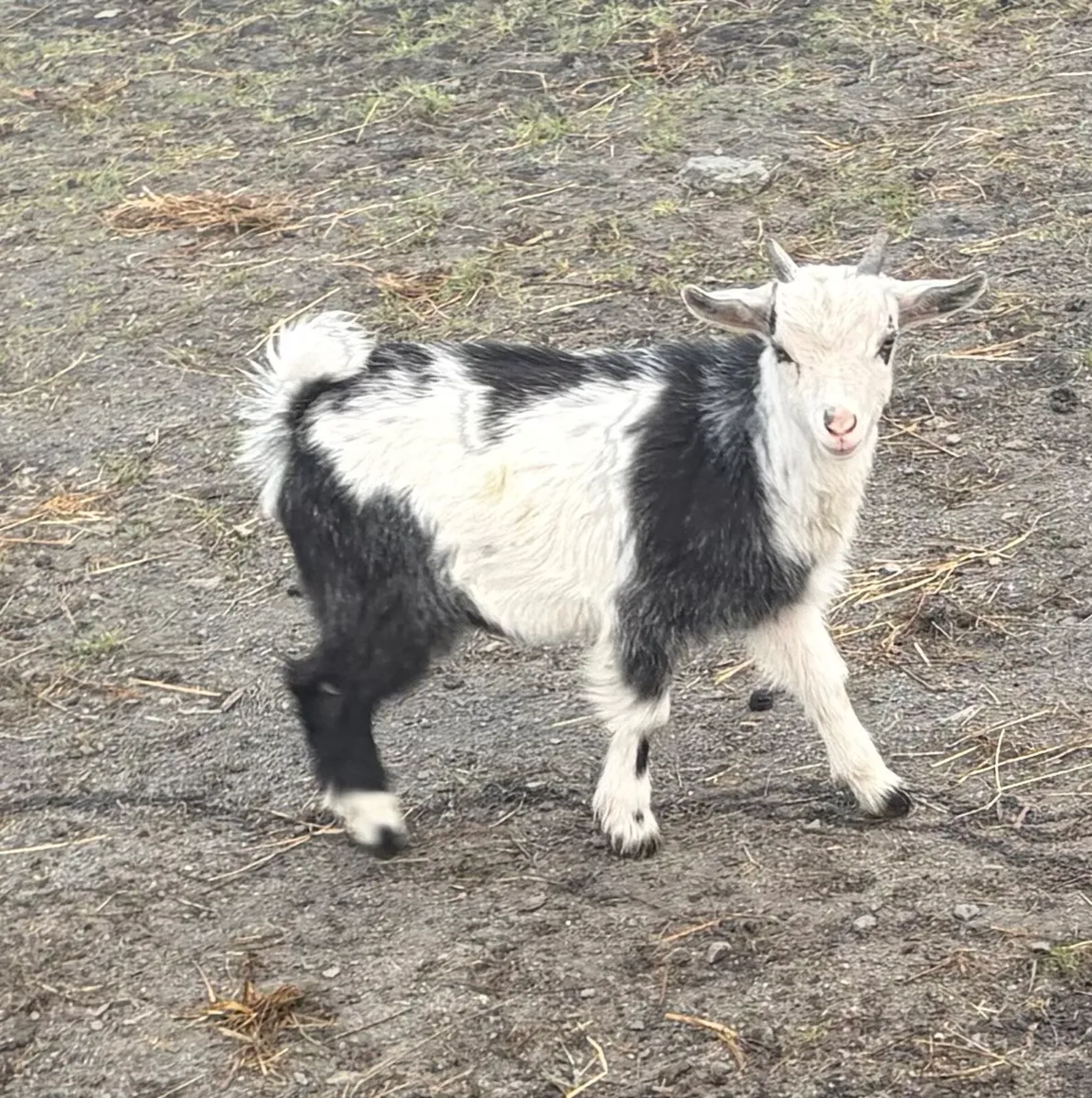 Minature goat kid ( castrated) - Image 1