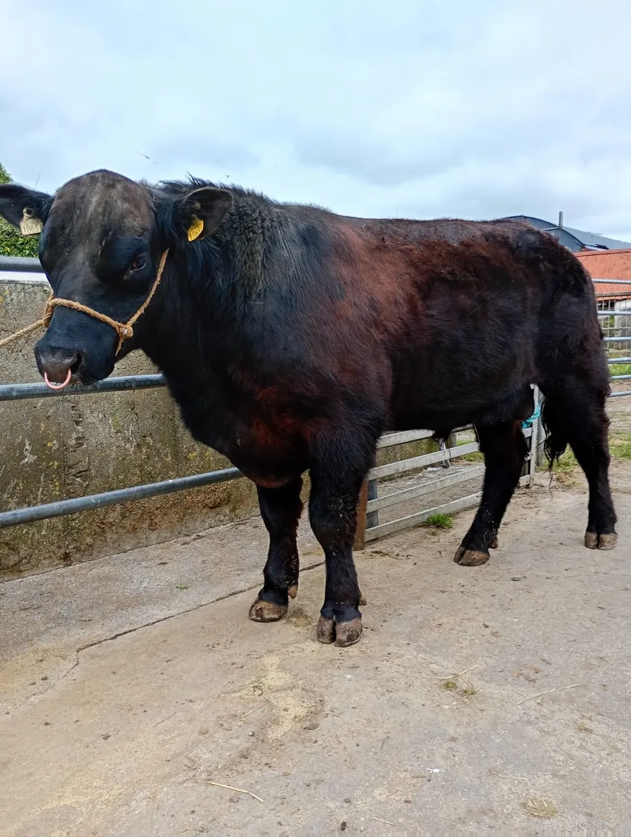 Angus  bull - Image 3