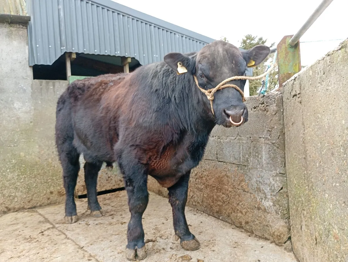 Angus  bull - Image 2