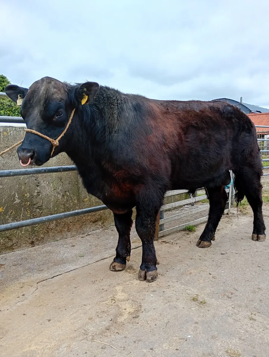 Angus  bull - Image 1