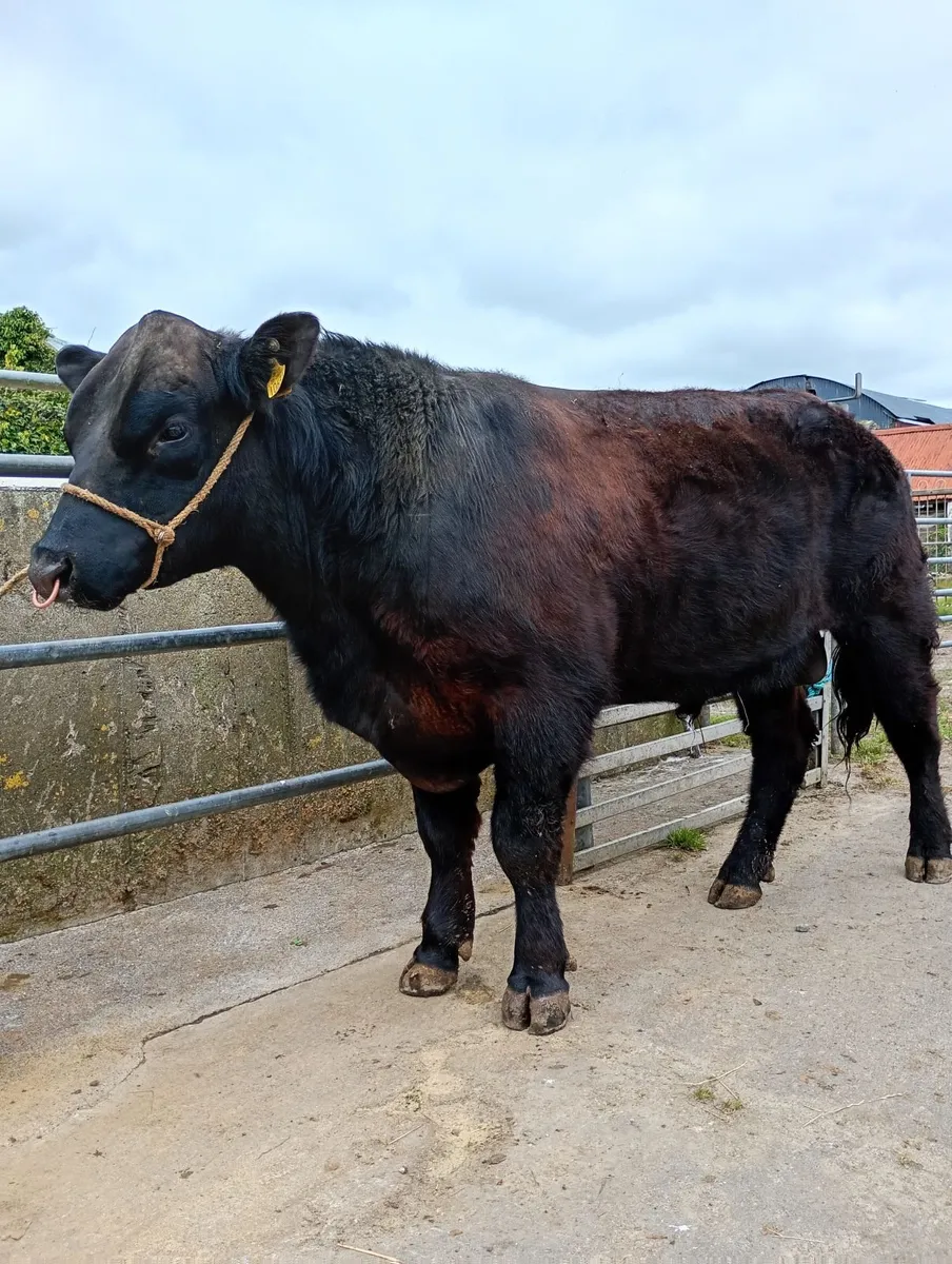 Angus  bull - Image 4