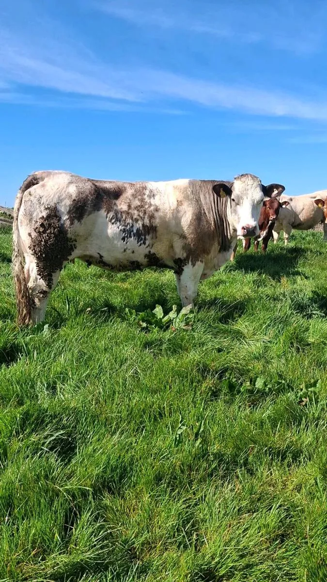 In calf heifers - Image 1