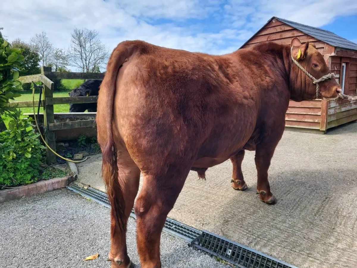 Red Angus bull carrick may 2nd - Image 2