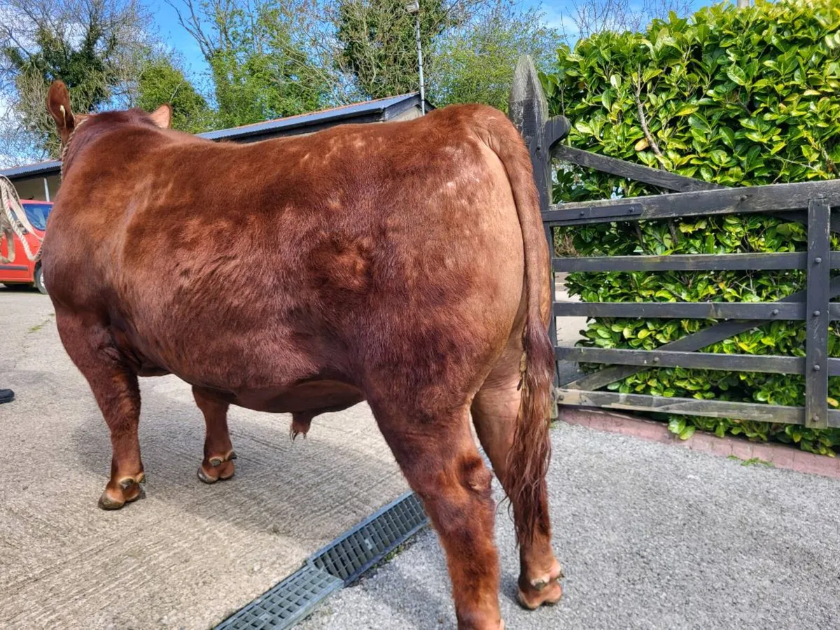 Red Angus bull carrick may 2nd - Image 3