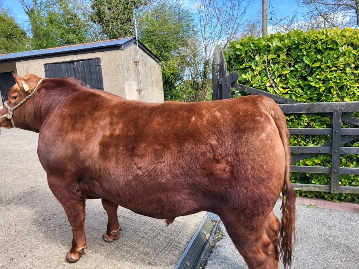 Red Angus bull carrick may 2nd - Image 1
